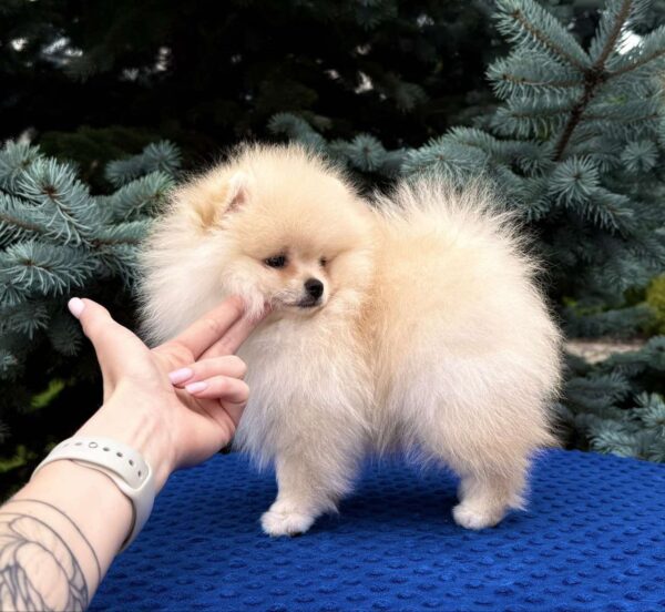 Ice Pomeranian