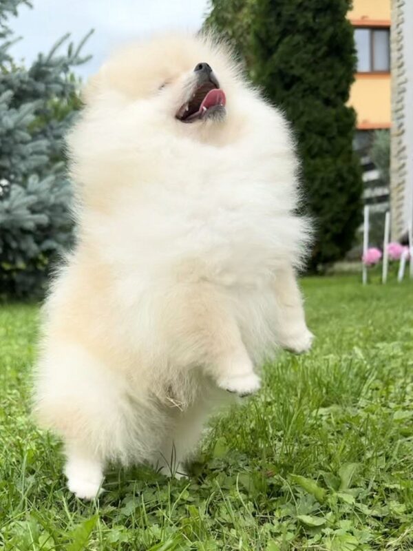 Ice Pomeranian