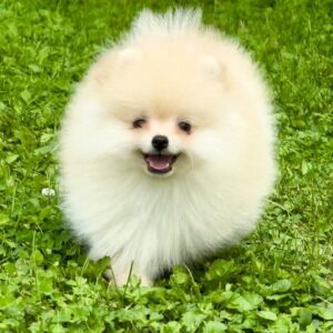 Ice Pomeranian