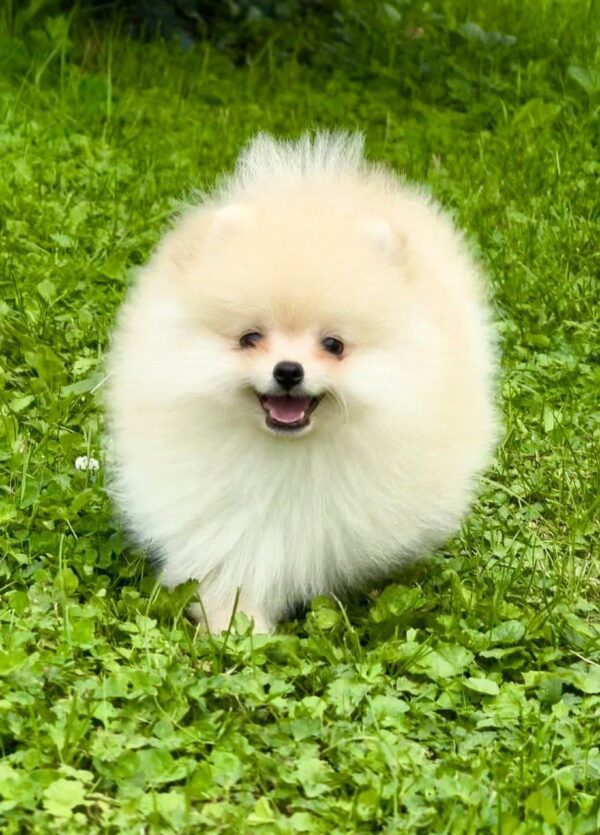 Ice Pomeranian
