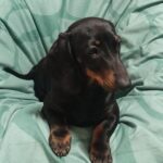 Idgie-female-miniature-dachshund-puppy-for-sale-1 (1)