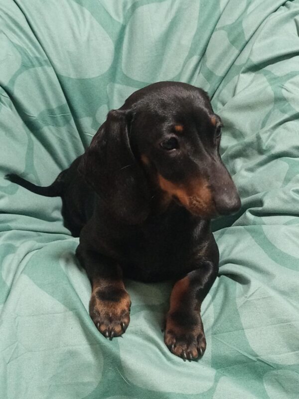 Idgie Miniature Dachshund