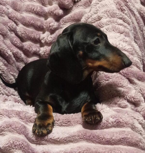 Idgie Miniature Dachshund