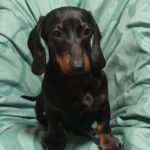 Rayola Miniature Dachshund