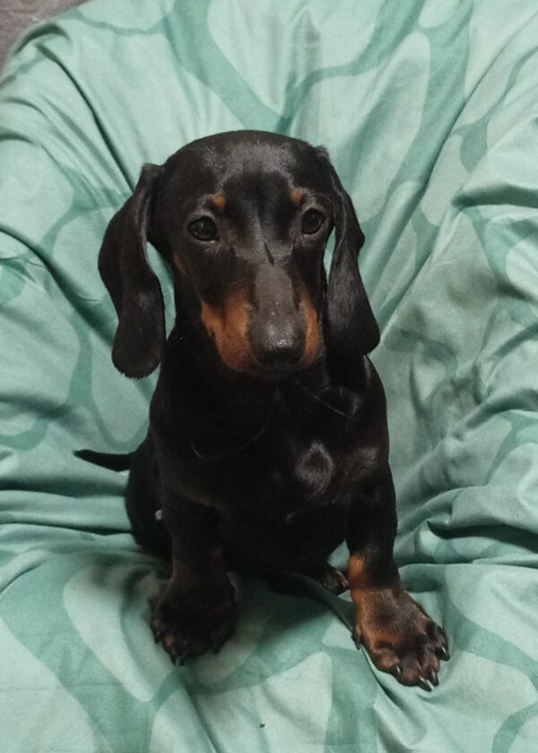 Idgie Miniature Dachshund