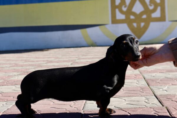 Idgie Miniature Dachshund