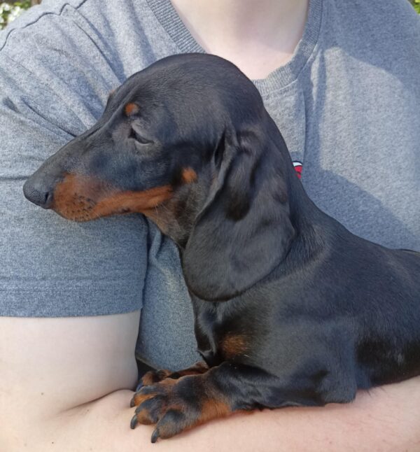 Idgie Miniature Dachshund