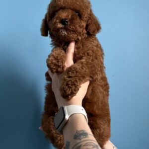 Igrik Toy Poodle