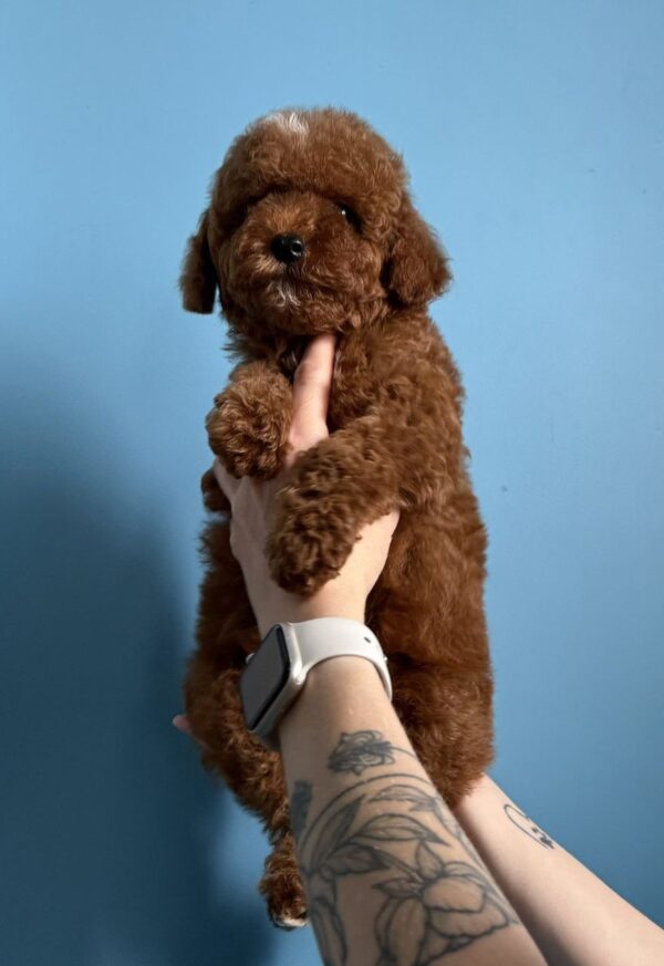 Igrik Toy Poodle