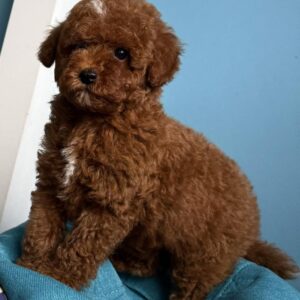 Igrik Toy Poodle