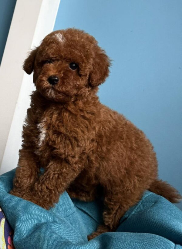 Igrik Toy Poodle