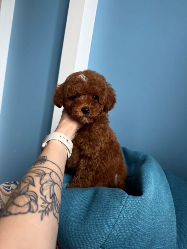 Igrik Toy Poodle