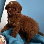 Igrik-male-Toy-Poodle-puppy-for-sale-4