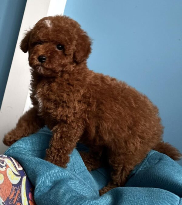 Igrik Toy Poodle