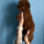 Igrik-male-Toy-Poodle-puppy-for-sale-5