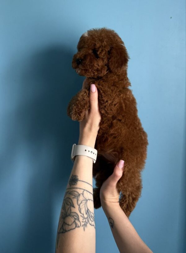 Igrik Toy Poodle