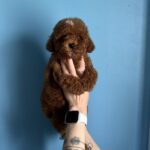 Igrik-male-Toy-Poodle-puppy-for-sale-6