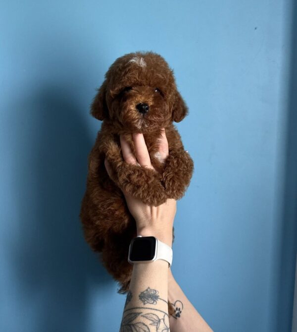 Igrik Toy Poodle