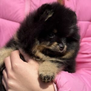 Ike Pomeranian