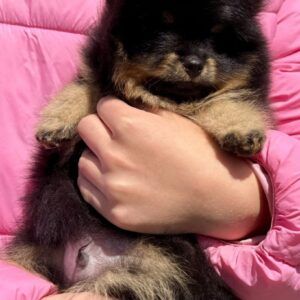 Ike Pomeranian