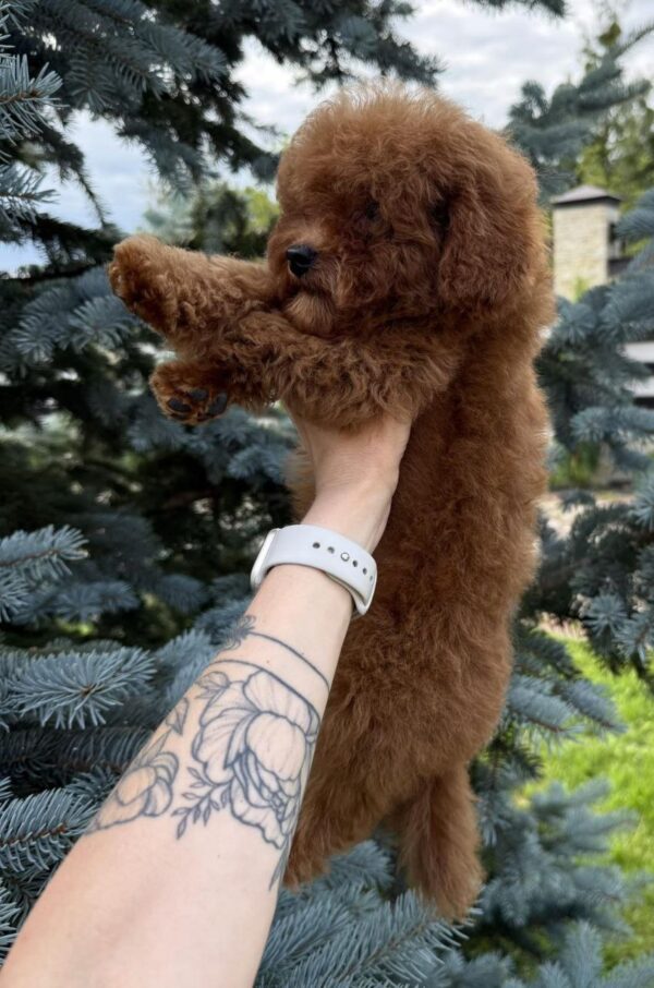 Iking Toy Poodle