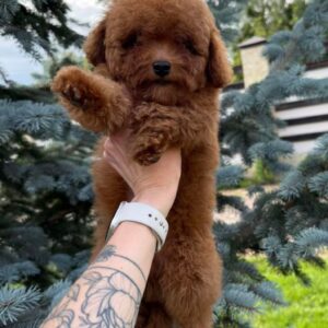 Iking Toy Poodle