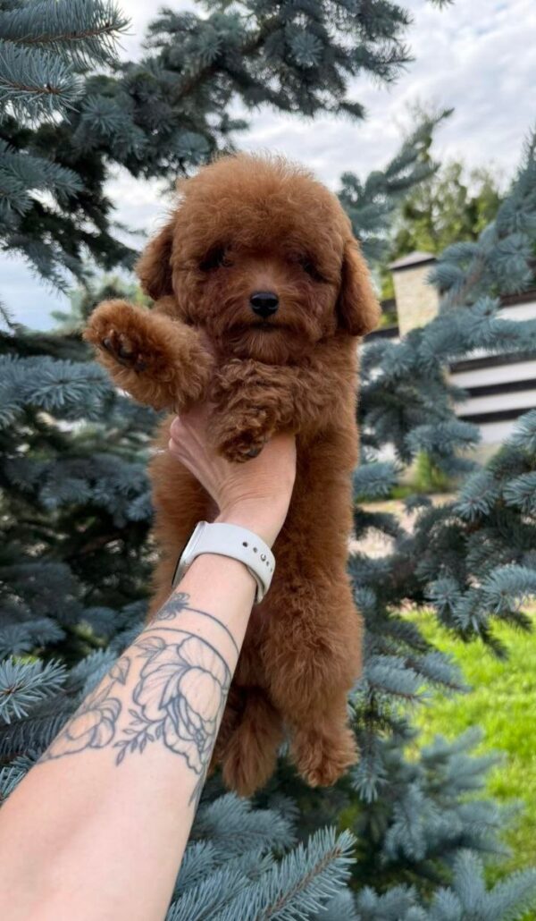Iking Toy Poodle