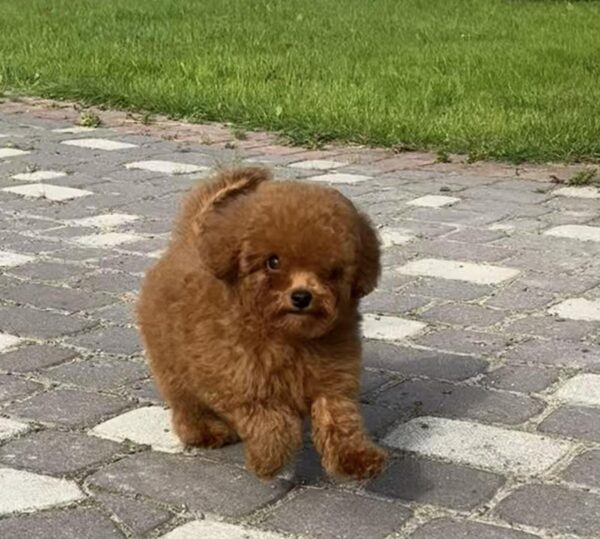 Iking Toy Poodle