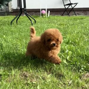 Iking Toy Poodle