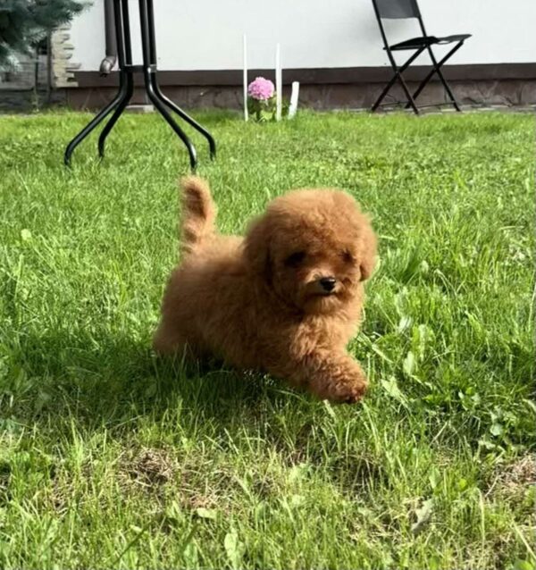 Iking Toy Poodle