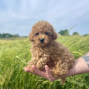 Ilan Maltipoo