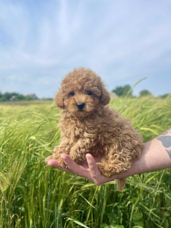 Ilan Maltipoo