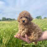 Monty Maltipoo