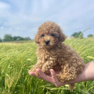 Ilan Maltipoo