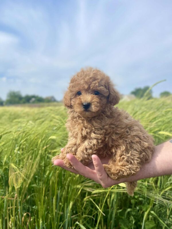 Ilan Maltipoo