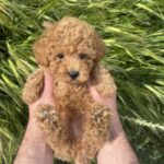 Ilan-male-maltipoo-puppy-for-sale-1 (3)