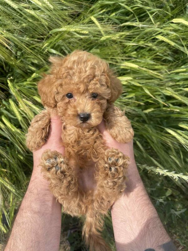 Ilan Maltipoo