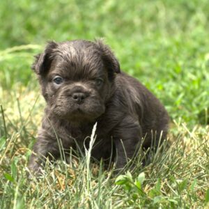 Indiana Fluffy French Bulldog