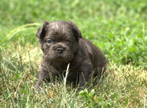 Indiana Fluffy French Bulldog