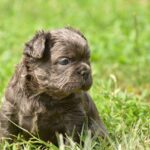 Indiana-male-french-bulldog-puppy-for-sale-1 (2)