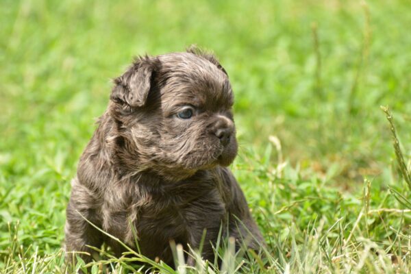 Indiana Fluffy French Bulldog