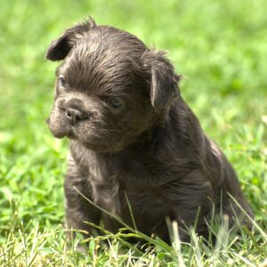 Indiana Fluffy French Bulldog