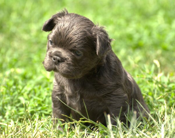 Indiana Fluffy French Bulldog