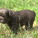Indiana-male-french-bulldog-puppy-for-sale-1 (4)