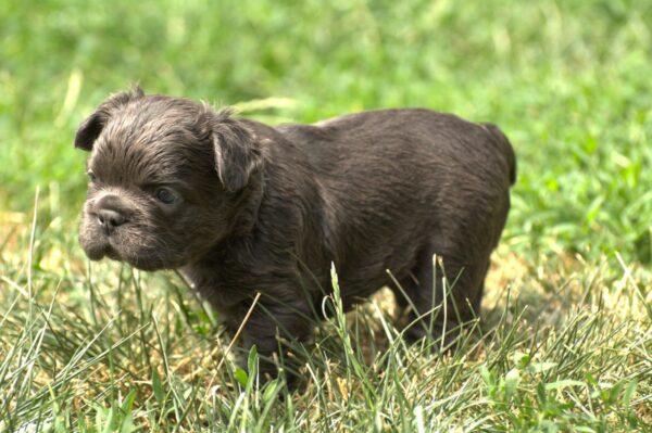 Indiana Fluffy French Bulldog