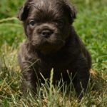 Indiana-male-french-bulldog-puppy-for-sale-1 (5)