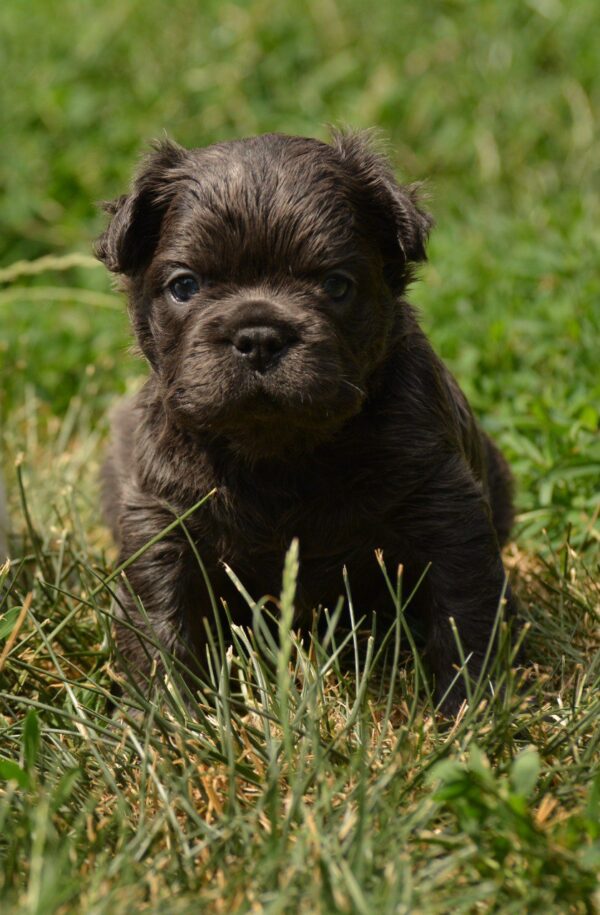 Indiana Fluffy French Bulldog