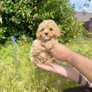 Inessa Maltipoo