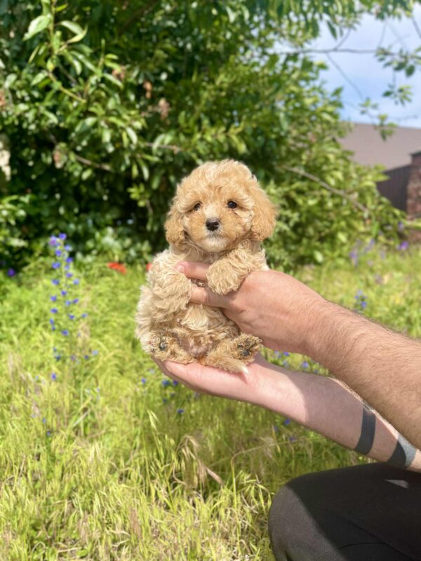 Inessa Maltipoo