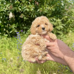 Inessa Maltipoo